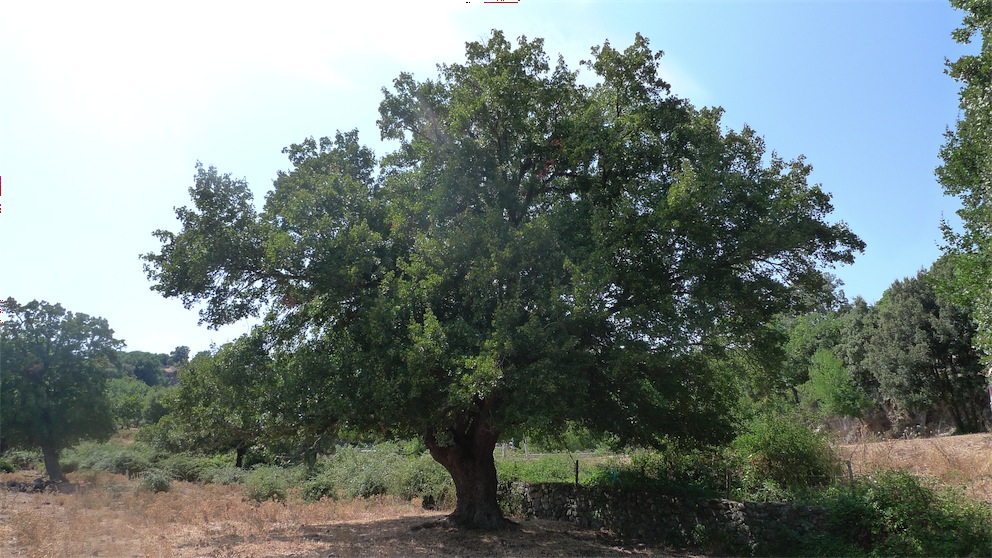 Acero minore - Acer monspessulanum